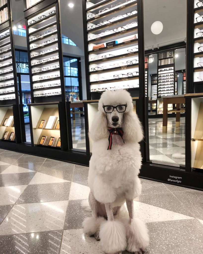 Does Apple Store Allow Dogs