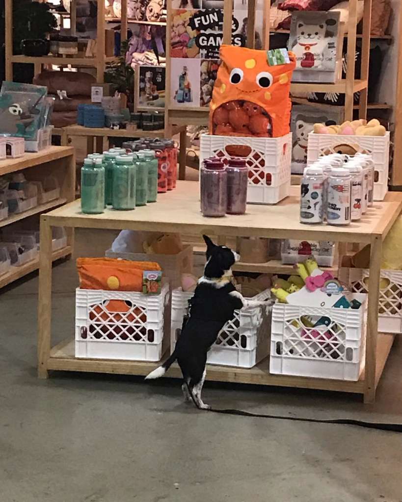 Are Dogs Allowed in Michaels?