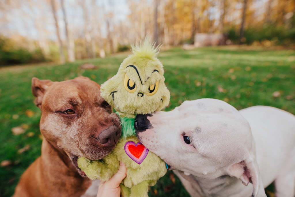 two dogs sharing a Grinch themed toy from BarkBox