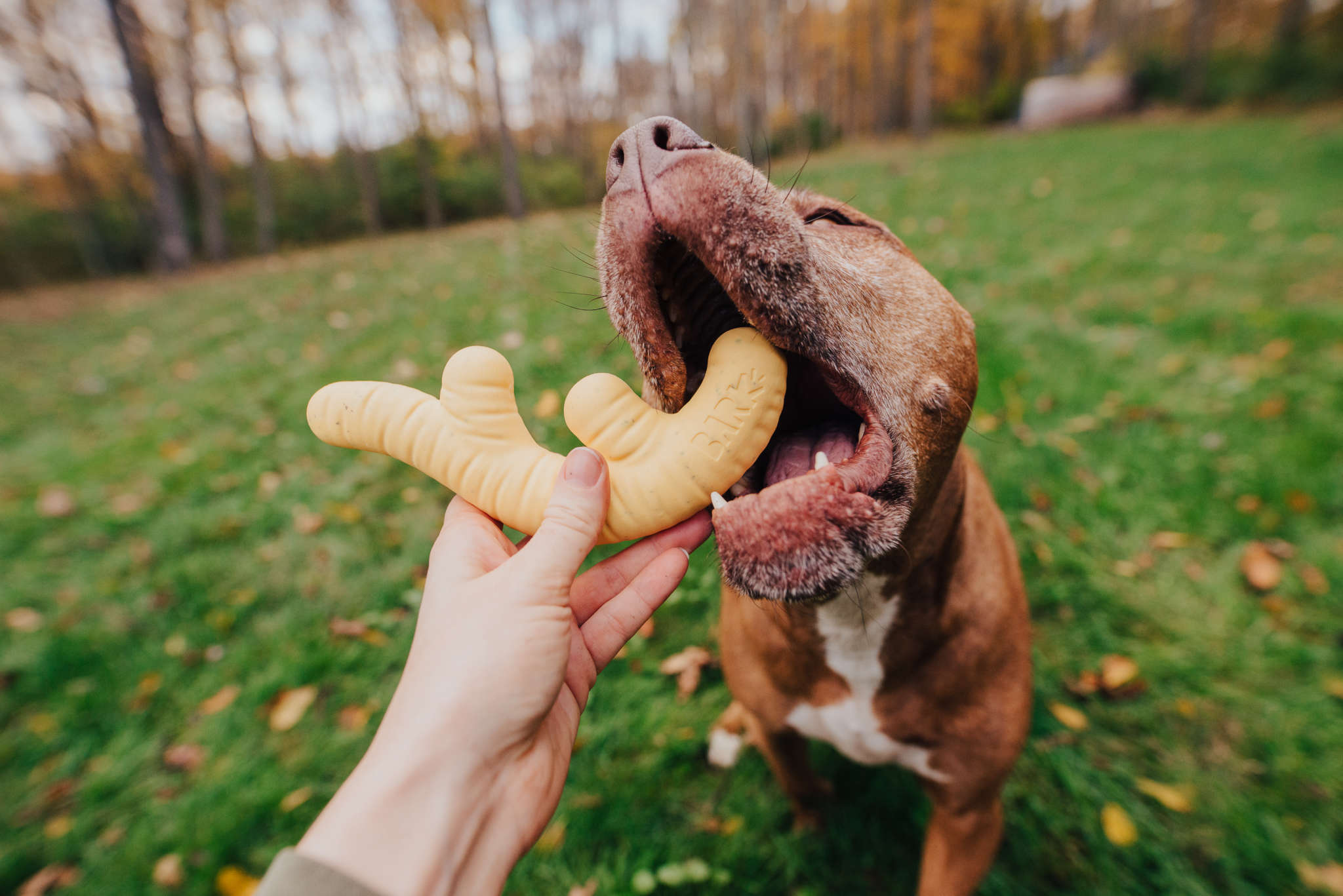 BARK's Grinch Dog Toy Collection Now Available At Petsmart BARK Post