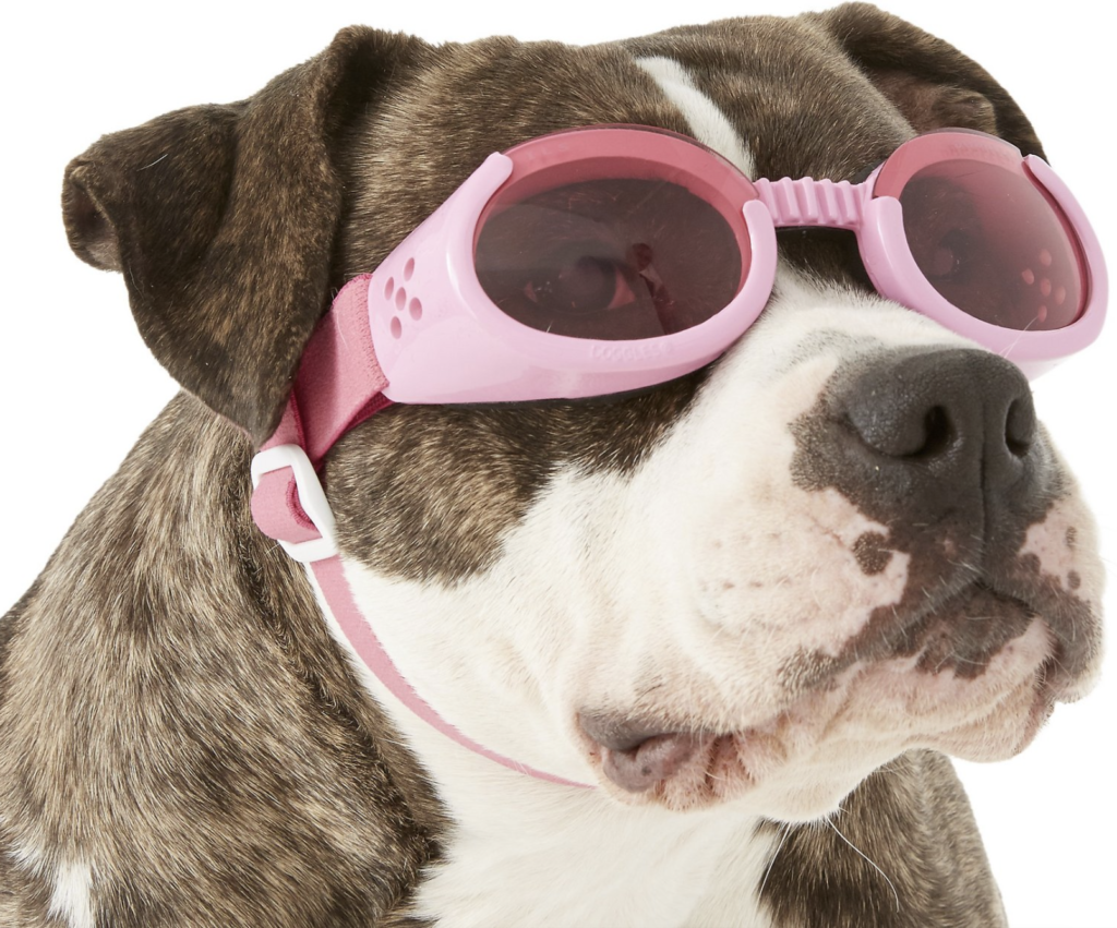 Dog wearing pink Doggles brand Goggles for dogs