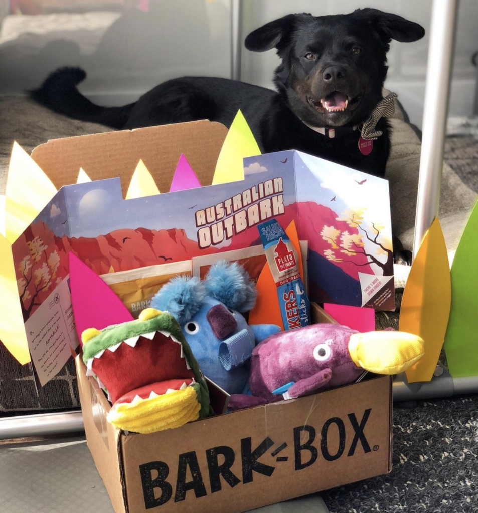 A dog with the australian themed barkbox