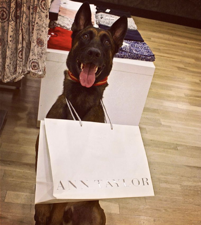 35 DogFriendly Stores