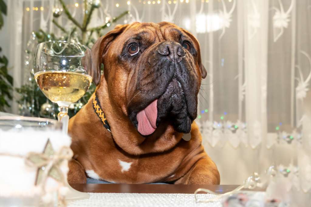 dog posing next to a glass of wine