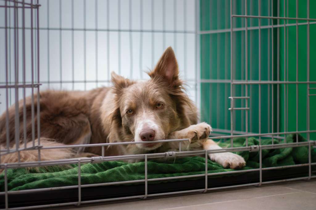 dog relaxing in a crate