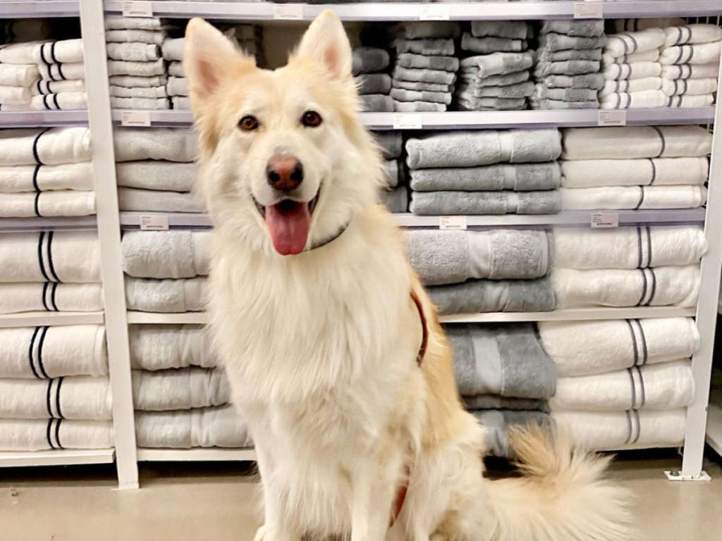Are Dogs Allowed in Michaels?