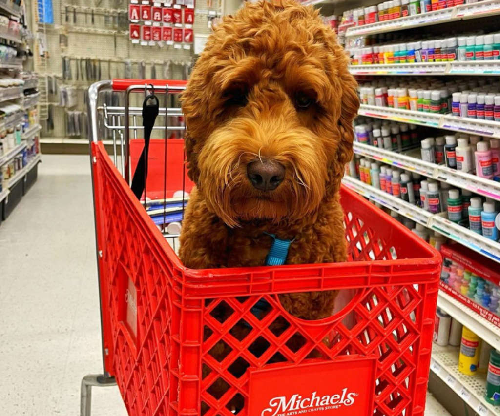 Shopping shop with dog