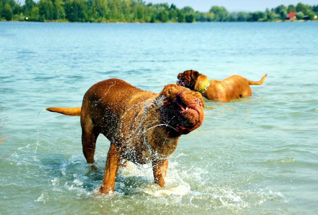 dog standing in a lake shaking off water