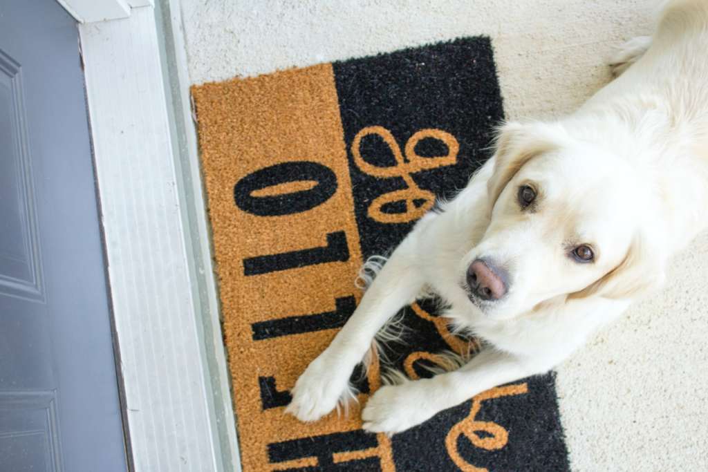 golden retriever on a welcome mat