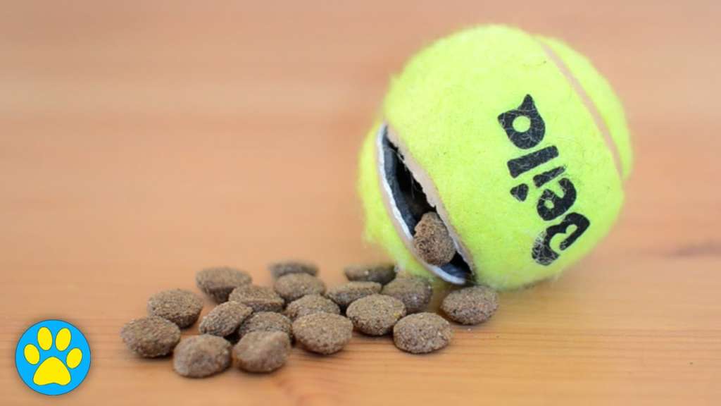 DIY Brain Games for Dogs! Homemade Food Puzzle Toys 