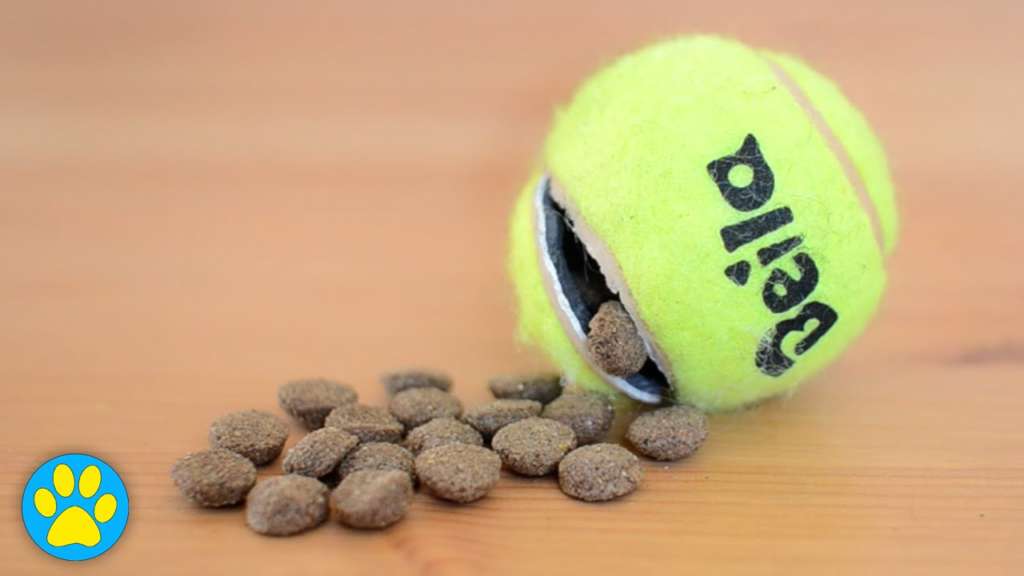 Brain Games for Dogs - DIY Puzzle Toys 