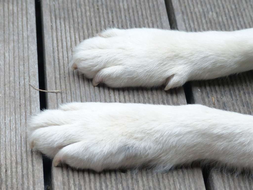closeup of dogs paws with clipped nails