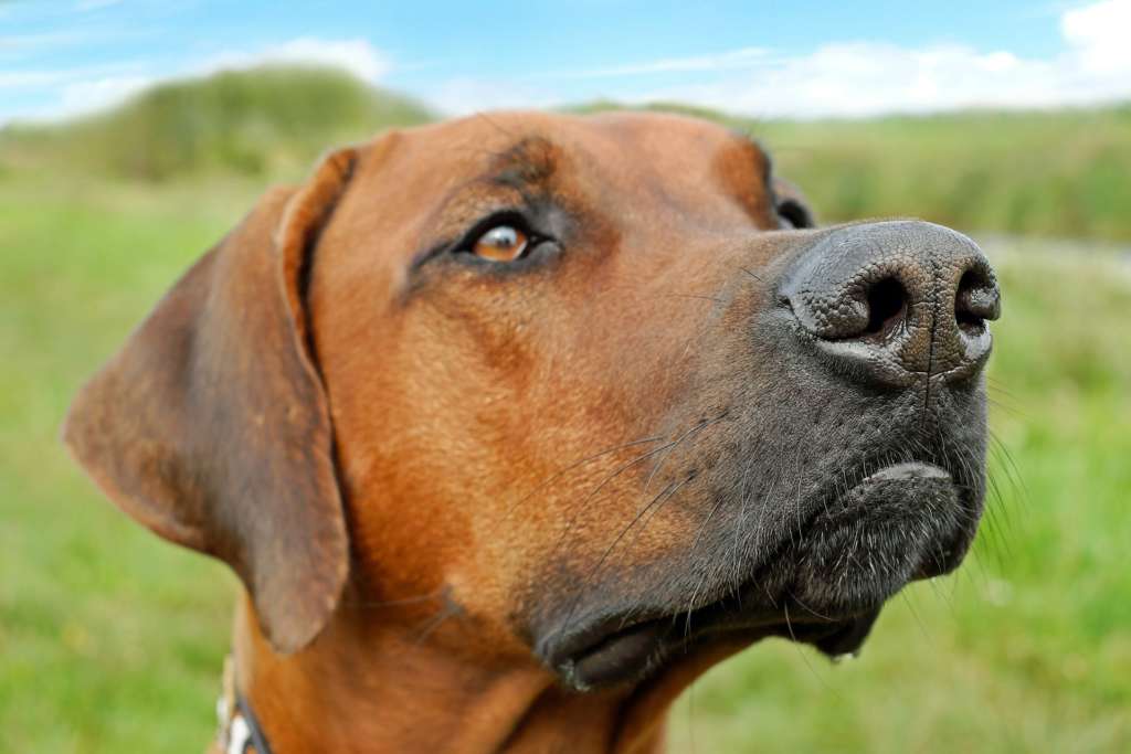 picture of a brown dog with a black snout