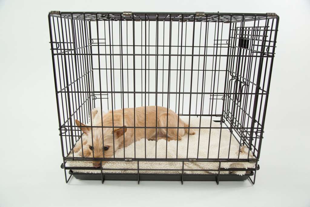 dog laying in crate