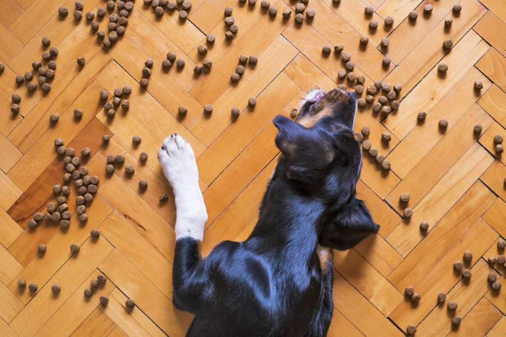 dog surrounded by treats on the floor