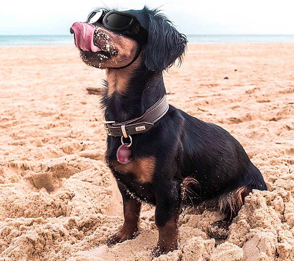 dachshund wearing enjoying brand dog googles at the beach