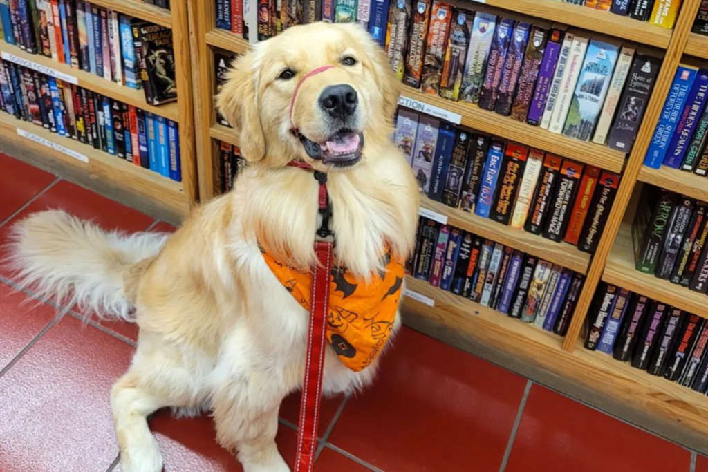 are dogs allowed in liquor stores