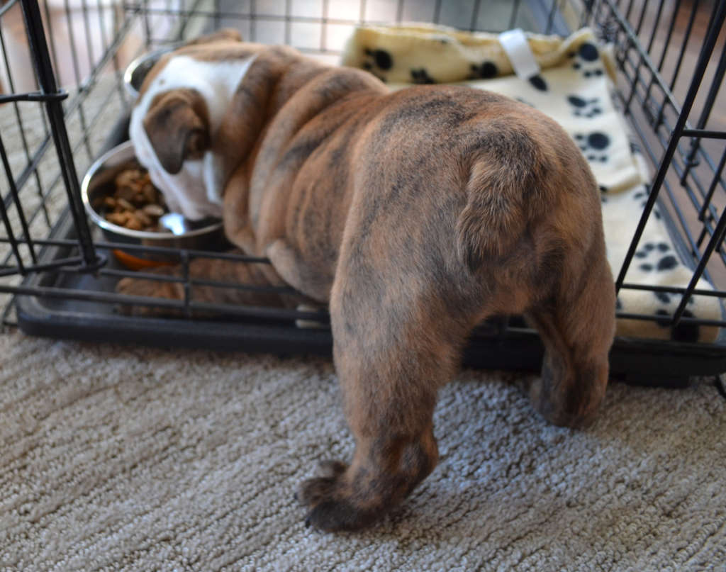 bulldog puppy eating meal in the crate