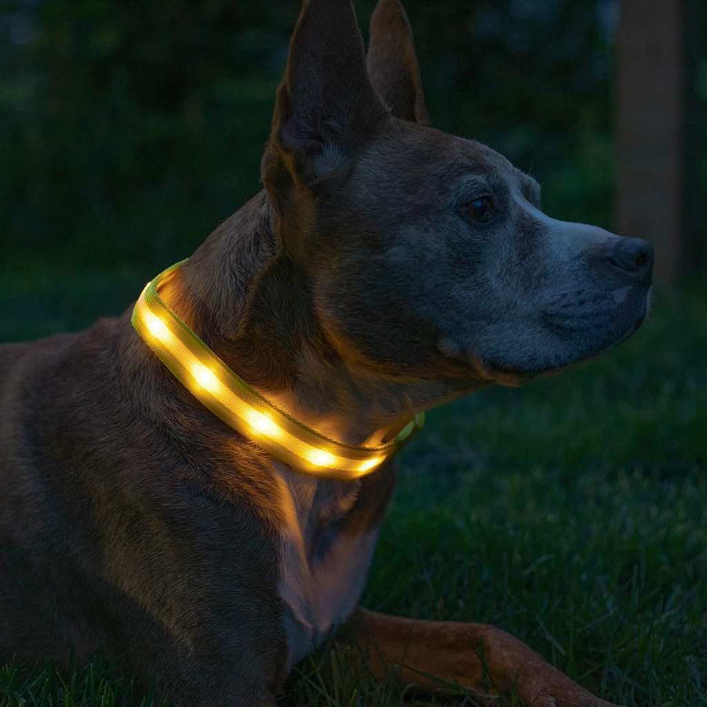 blazin safety LED collar