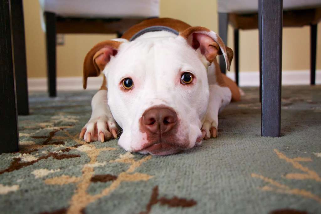 pitbull underneath a table