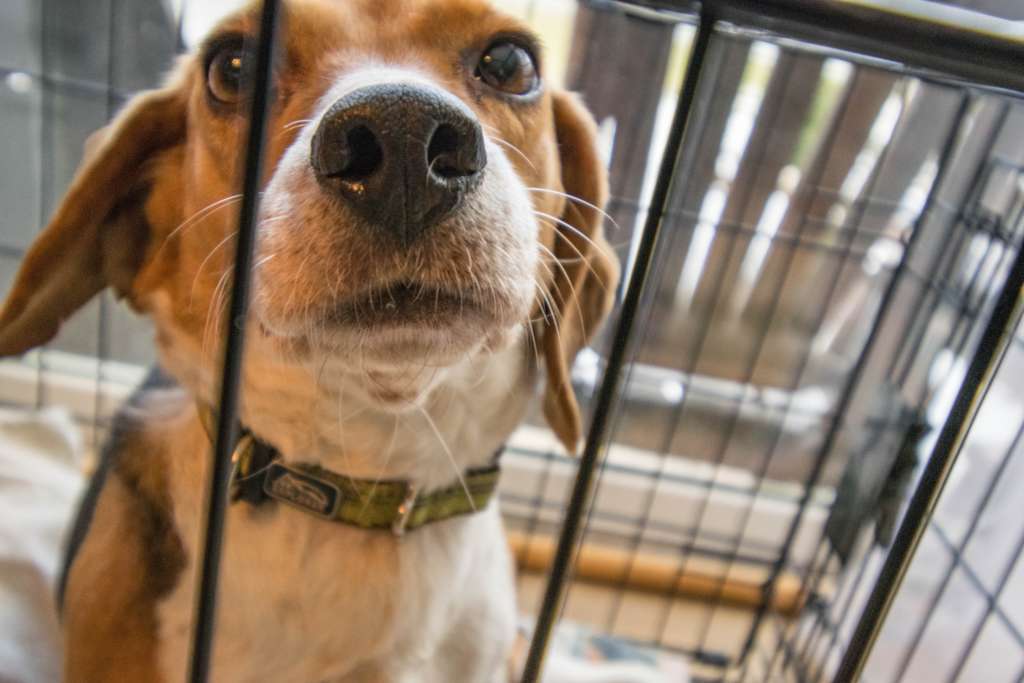 dog looking through bars of a crate