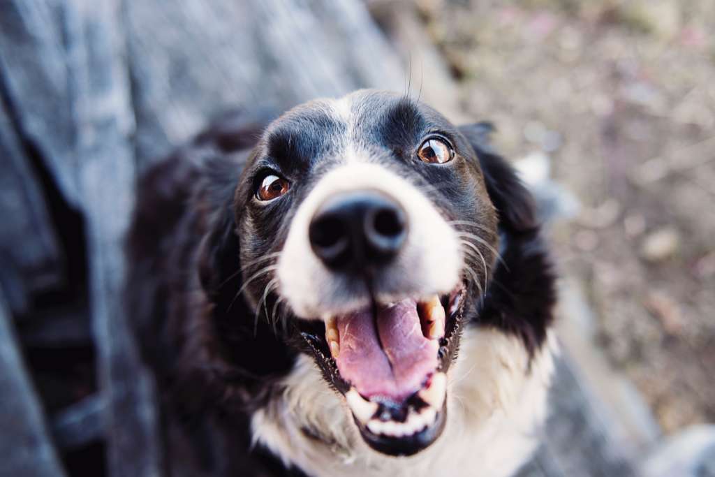 happy looking dog