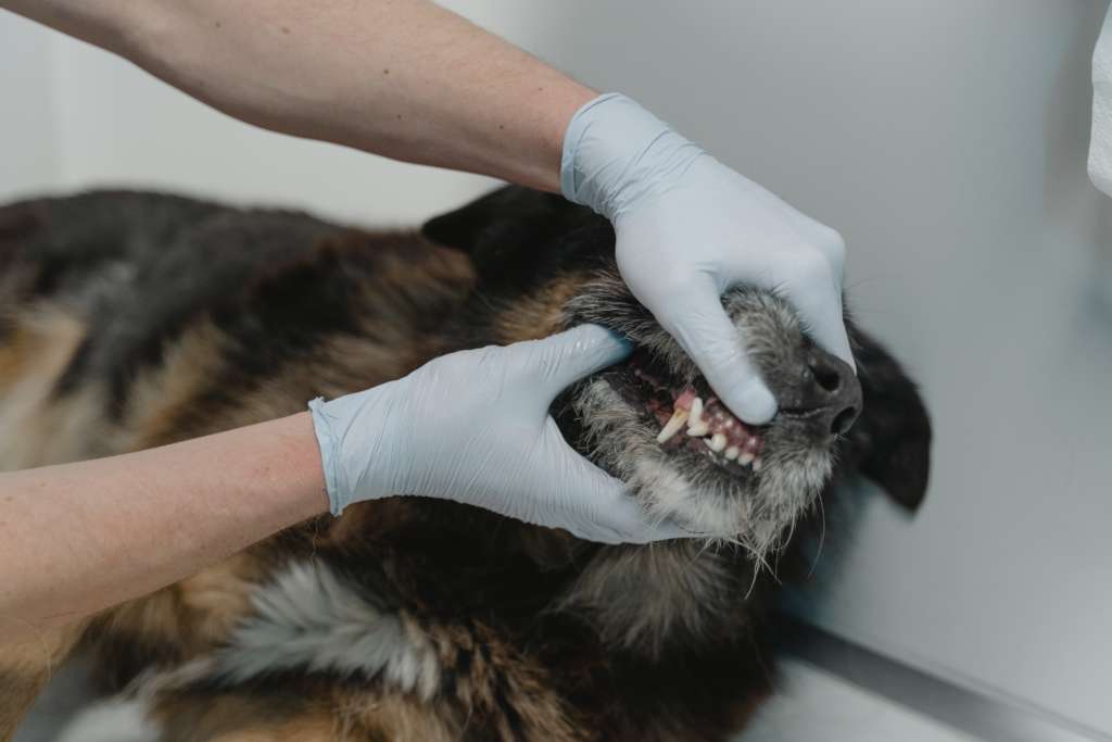 dog's teeth being examined by a vet