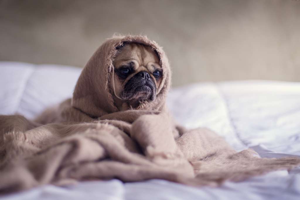 sad pug wrapped up in a blanket
