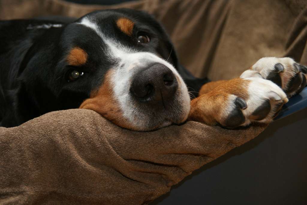 Bernese Mountain Dog relaxing on a blanket 