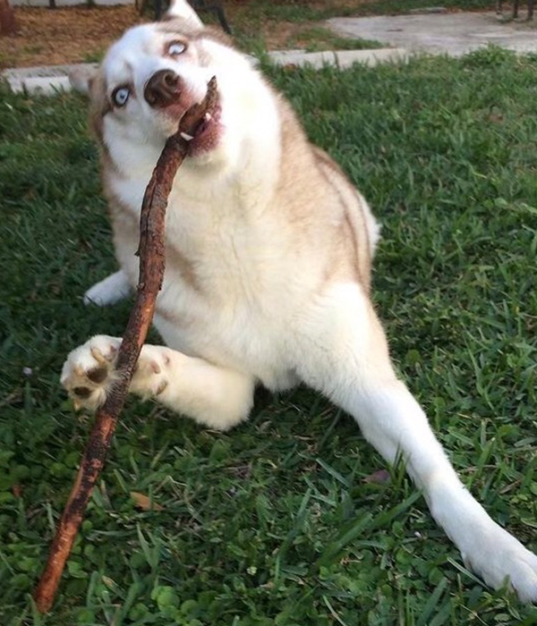 Silly looking Husky with a stick
