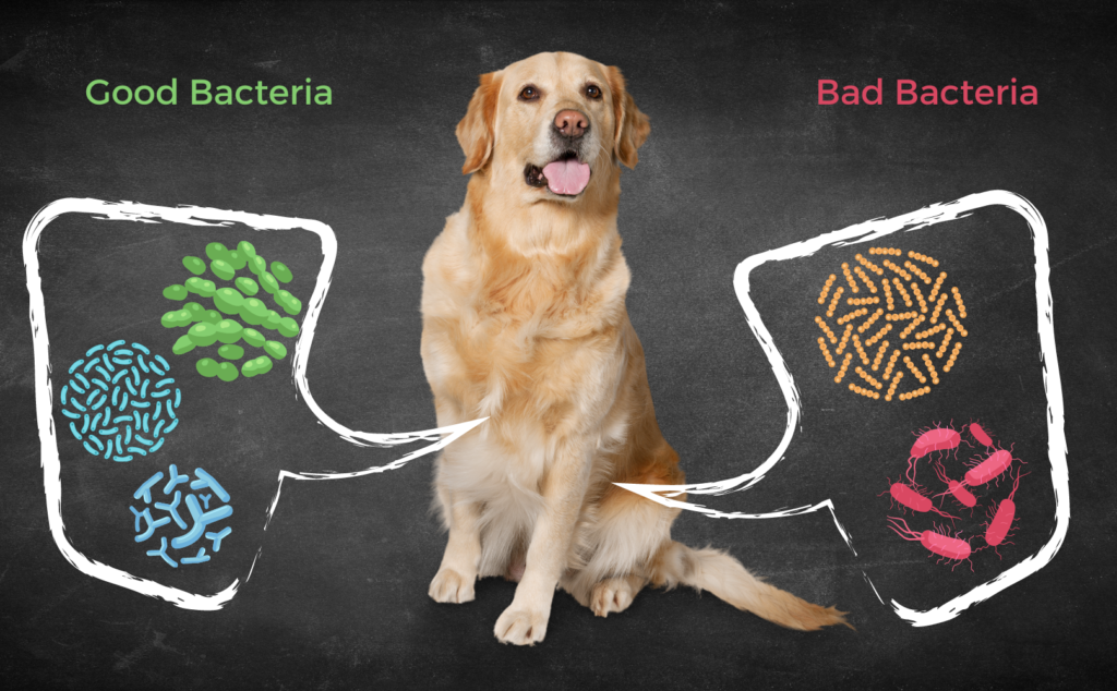 a breakdown of dog gut bacteria