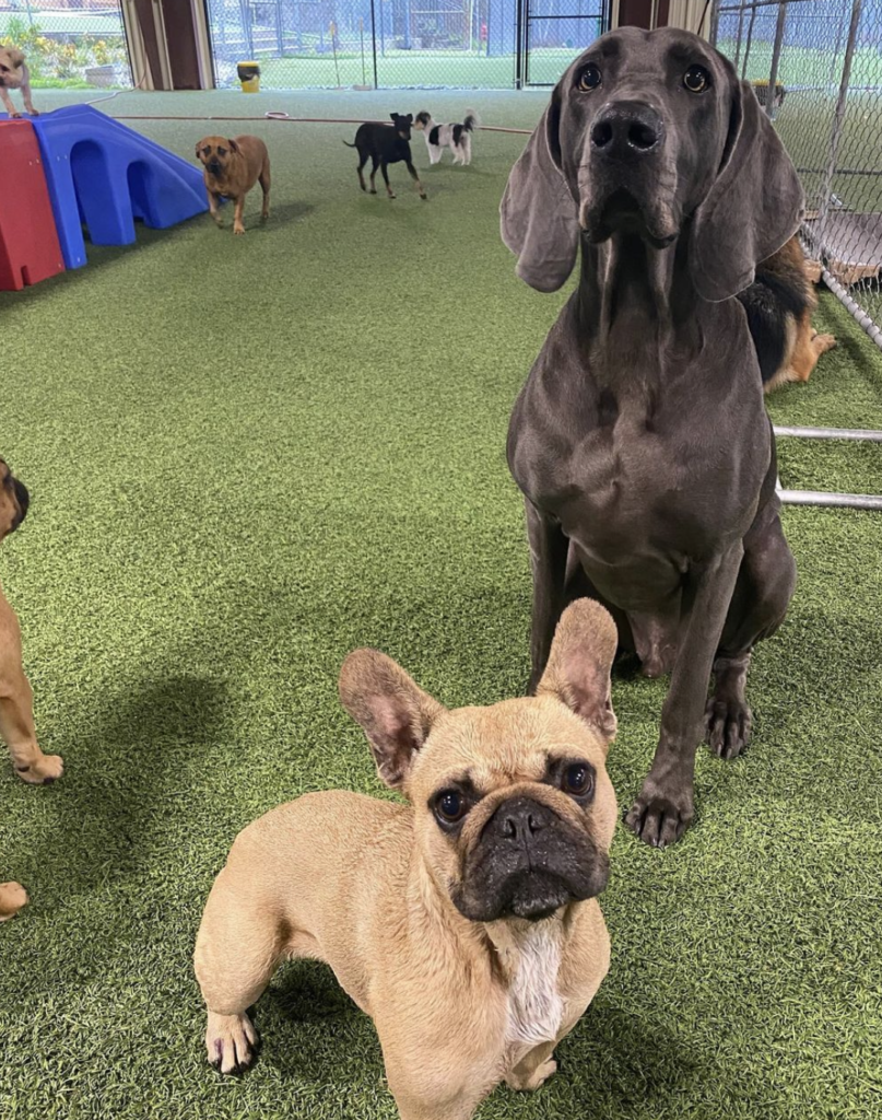 a group of dogs at an indoor dog park