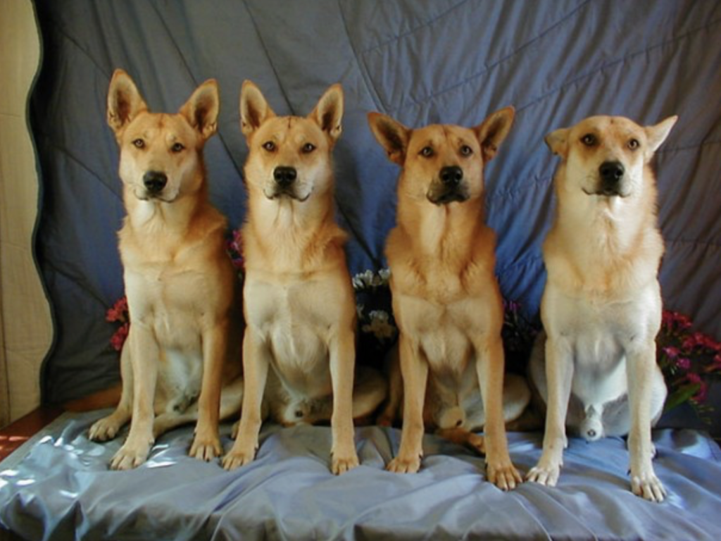 4 Carolina dogs, also known as American dingos, are thought to be the oldest dog species in North America