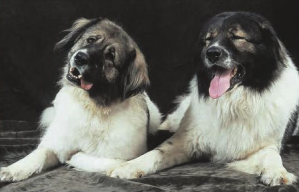 Two Moscow Water Dogs. The breed was known to be very aggressive.