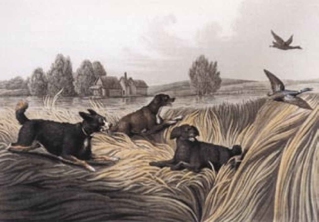 Painting of tweed water spaniels.