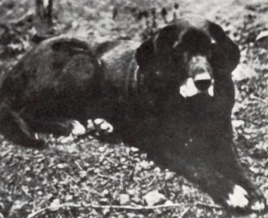 1867 photo of a St. John's Water Dog.