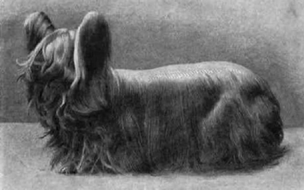 A Paisley terrier from the 1800s