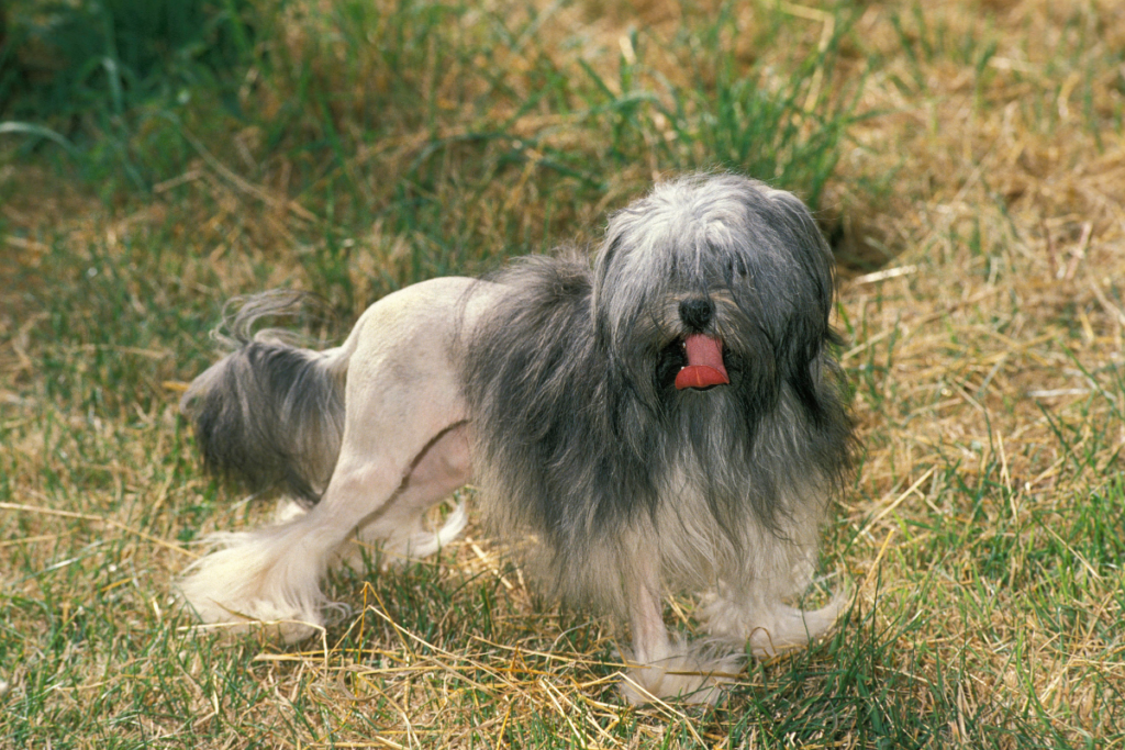 A lowchen, which is hairy in the front but hairless in the back