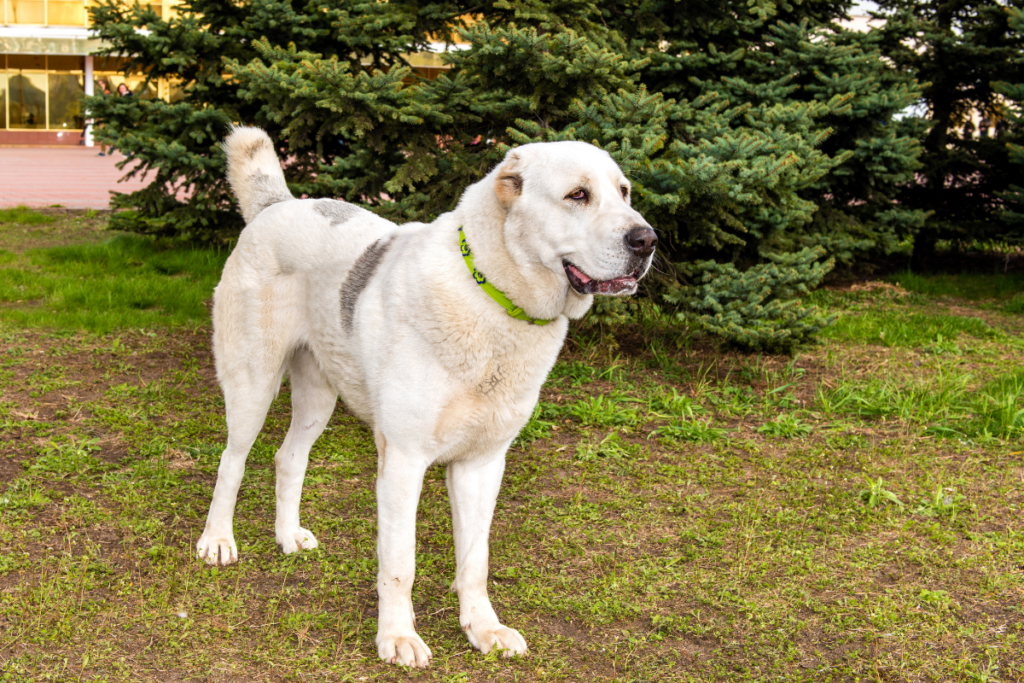 A Caucasian Ovcharka, a large white dog