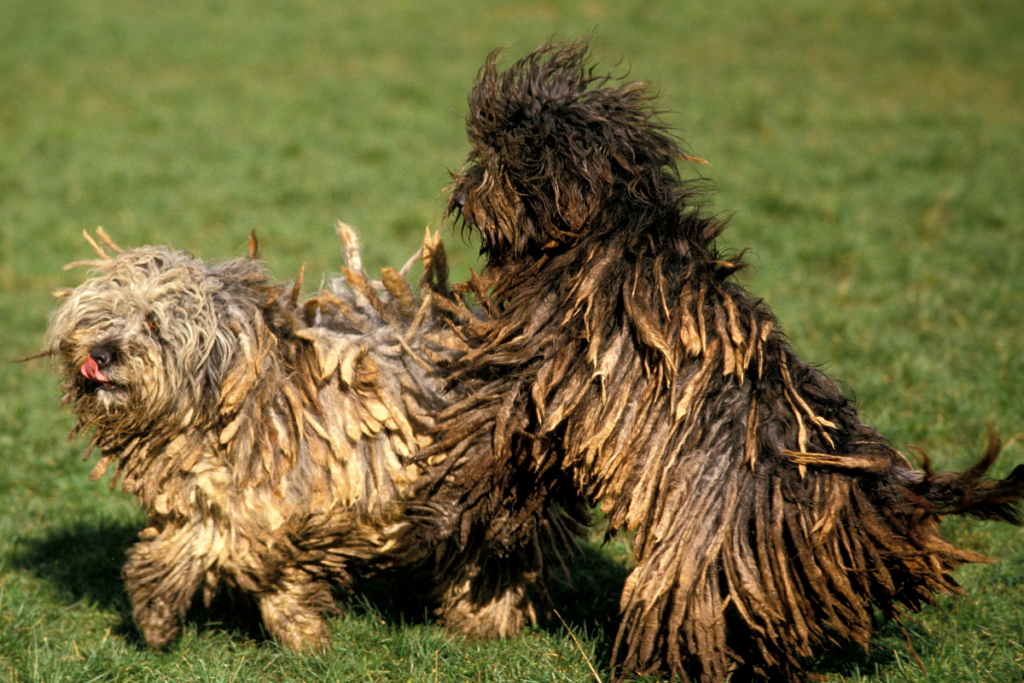 two begamasco sheepdogs playing, known for their thick dreads