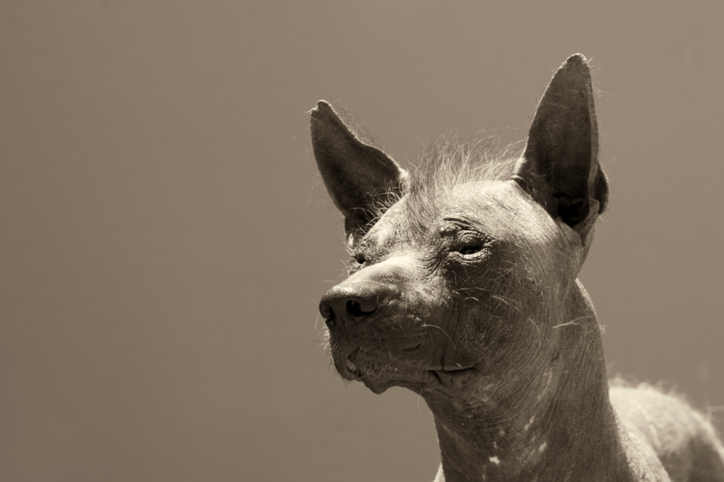 A peruvian inca orchid dog, one of a handful of hairless dogs.