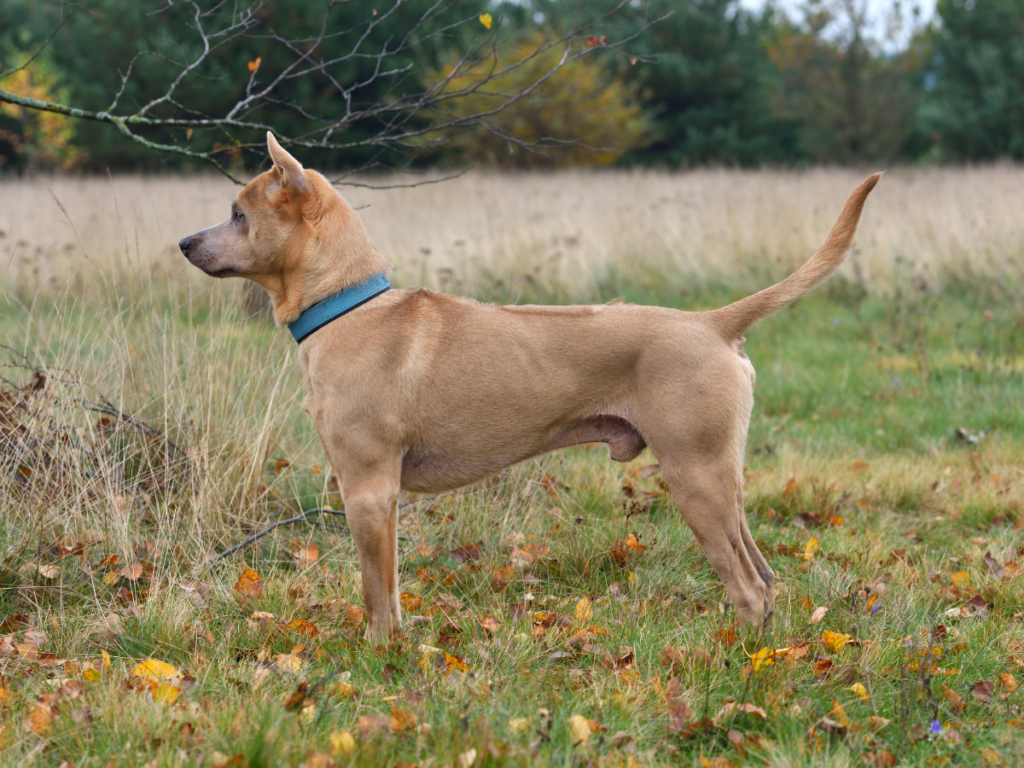 A thai ridgeback, with a ridge of hair growing in the opposite direction
