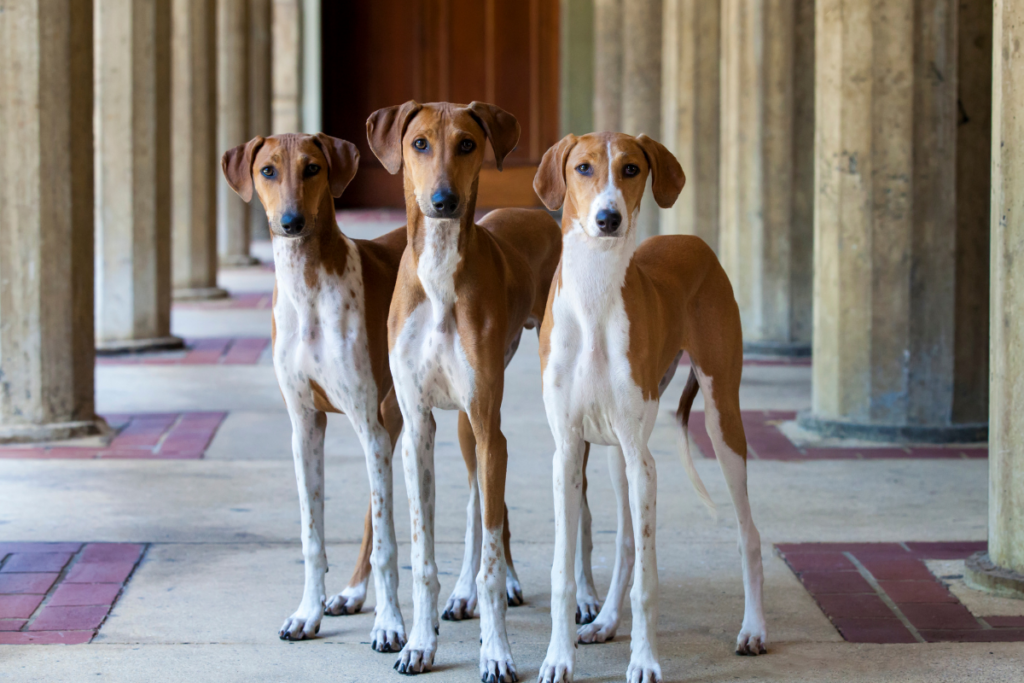 Three azawakh dogs, mostly found in Africa
