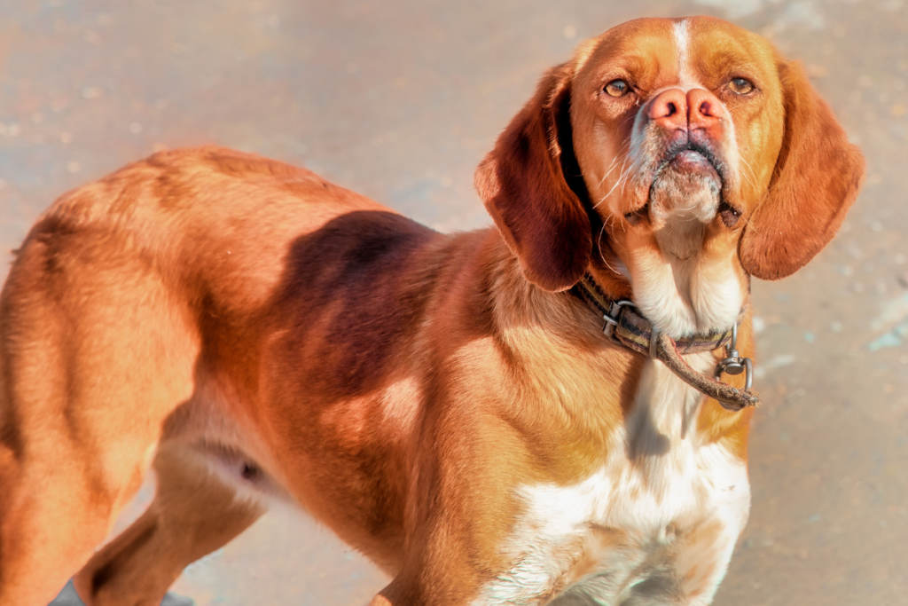 A catalburun, a dog native to turkey