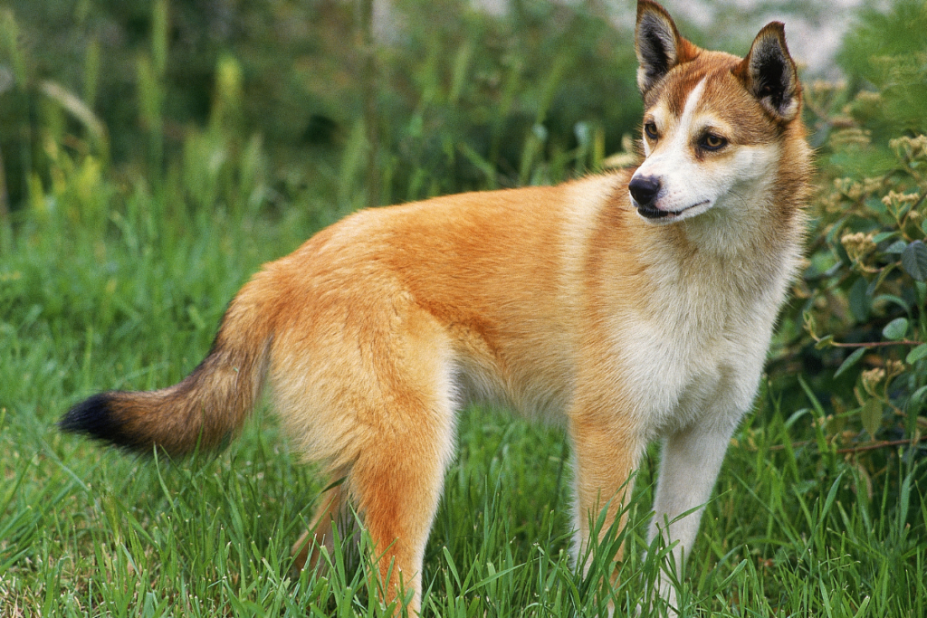 A norwegian lundehund, they are known for having very flexible necks and extra toes