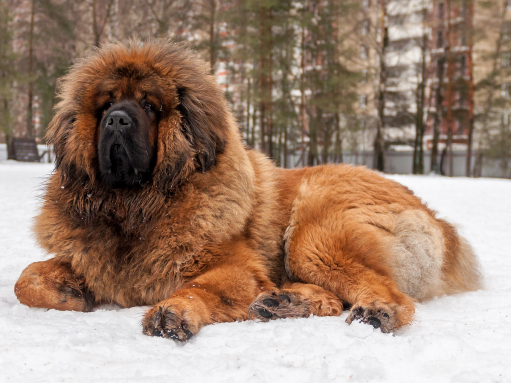 A tibetan mastiff, a very large and very fluffy dog resembling a bear.