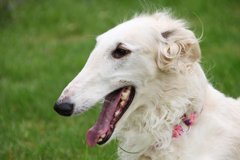 A borzoi, or russian wolfhound/