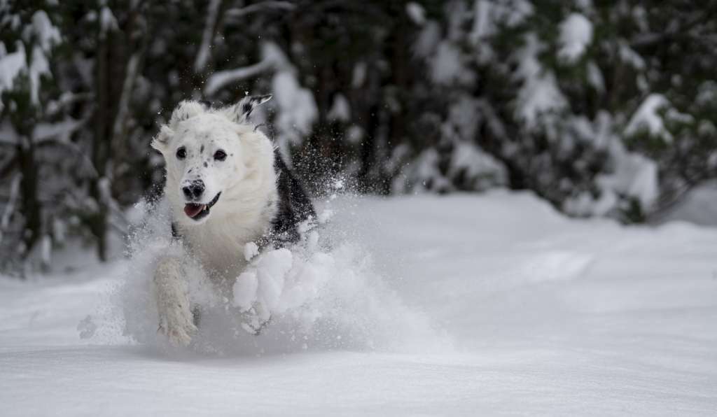 dog running through snow