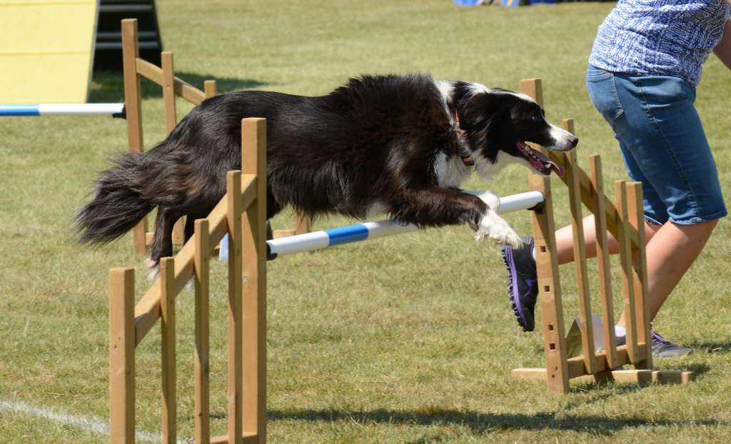 border collie training on an agility course