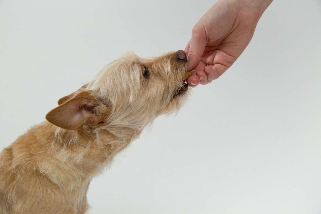 terrier type dog eating a treat